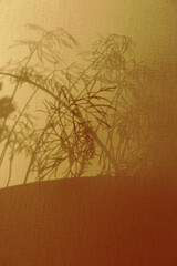 Blurred shadow of tiny plants, Abstract morning scene, natural warm light, shadow play illusion concept