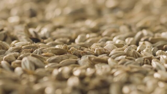 Close-up: Malted barley spinning slowly