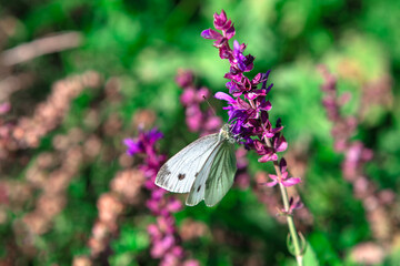 Butterfly and vibrant flowers . Springtime nature with wildflowers 