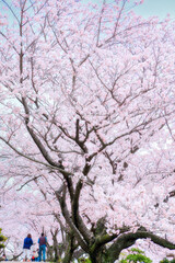 Obraz na płótnie Canvas 美しい満開の桜並木｜入学、卒業、新生活（縦構図）