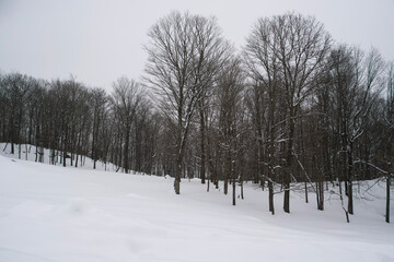 A forest in a winter scene