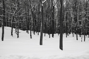 Woods in winter scene