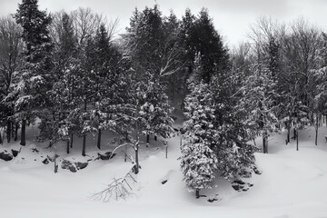Snow covered trees in a winter storm