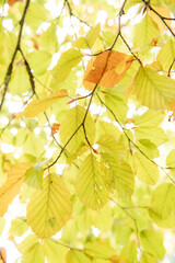 View though overlapping green and yellow autumn leaves 