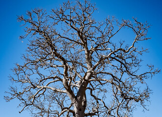 Canopy of bottle brush tree with blue sky in background and no leaves.
