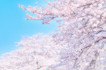 青空に咲く美しい桜｜入学、卒業、新生活