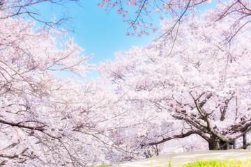 美しい満開の桜並木と青空｜入学、卒業、新生活