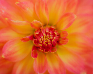 close up of dahlia flower