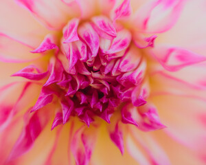 close up of pink dahlia flower