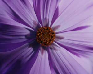 Fototapeta premium close up of purple daisy