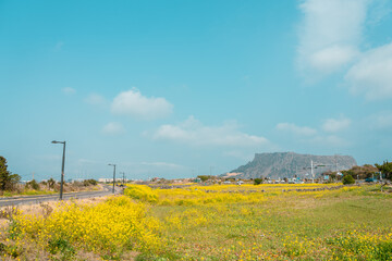 Seongsan Ilchulbong Tuff Cone and yellow rape flower field in Jeju island, Korea
