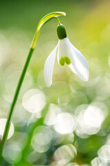 Common snowdrop (Galanthus) in Japan in early spring