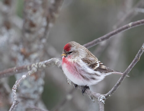 Hoary Redpoll on a branch in a forest in winter in Algonquin Park