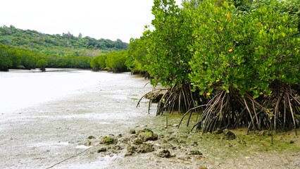 Mangrove forest in miyakojima city
