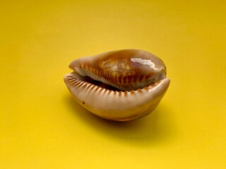 close up of a seashell on yellow background