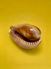 Sea shell on a yellow background