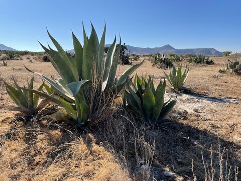 Mineral de Pozos, Semidesierto, Maguey, Mexico, Guanajuato, Plantas, Calor, Desierto, Paisaje, Cactacea