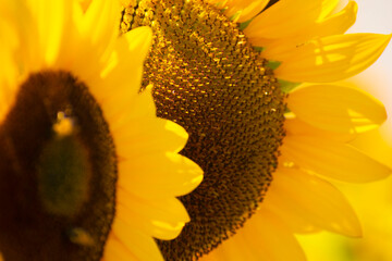 GIRASOLES
