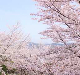 Obraz na płótnie Canvas とてもキレイな満開の桜