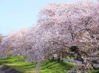 Naklejka premium 河川敷の桜が満開