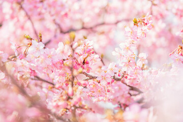 Beautiful pink cherry blossoms or sakura flowers in full bloom blowing by wind, Warm spring image, Nobody