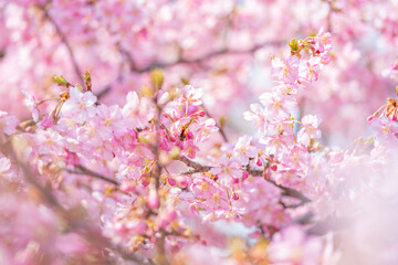 【春】桜の花　河津桜