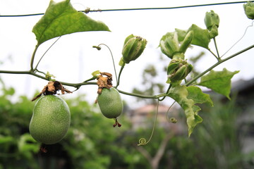passion fruit on the vine