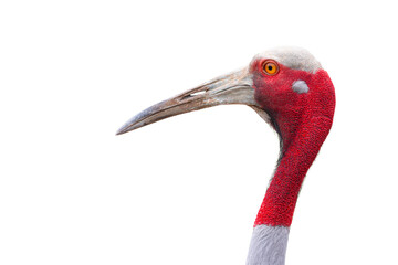 Eastern Sarus Crane (Grus antigone) isolated on white background. with clipping path.