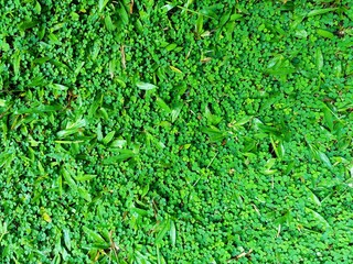 Lush green clover ground cover natural horizontal background texture