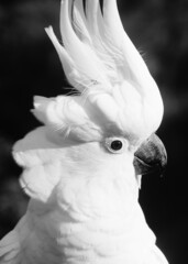 Black and White Profile of a Sulphur-Crested Cockatoo