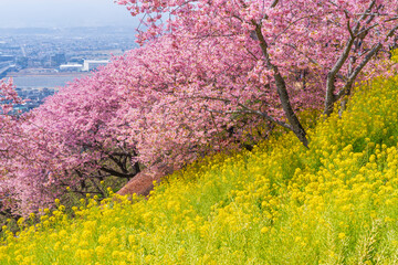 河津桜咲くまつだ桜まつり