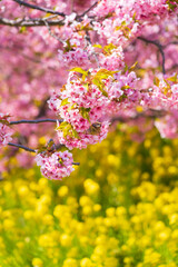 河津桜咲くまつだ桜まつり