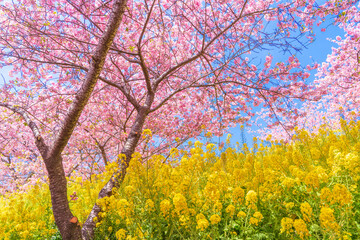 河津桜咲くまつだ桜まつり
