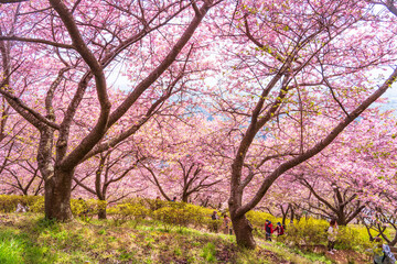 河津桜咲くまつだ桜まつり