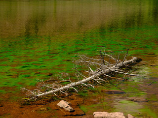 A lone dead aspen tree lays in a small moss filled pond at the base of the Rocky Mountains in Colorado