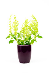 Holy basil in purple ceramic mug, Ocimum tenuiflorum, commonly known as tulasi or tulsi isolated on white background. Holy basil used in ayurvedic medicine Indian traditional. 