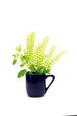Holy basil in blue ceramic mug, Ocimum tenuiflorum, commonly known as tulasi or tulsi isolated on white background. Holy basil used in ayurvedic medicine Indian traditional. 