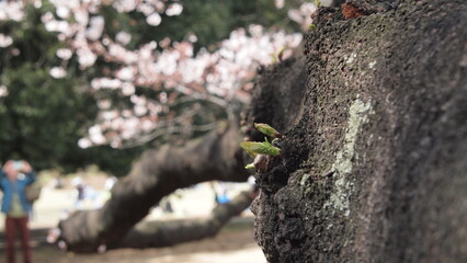 Park