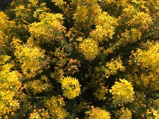 yellow flowers background