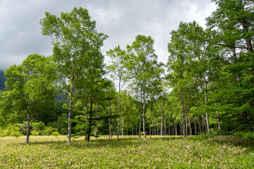 奥日光のシラカバ