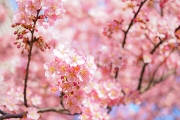 pink cherry blossom