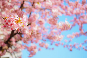 pink cherry blossom
