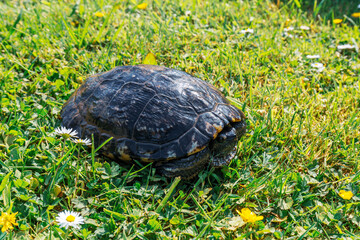 European pond turtle in the grass