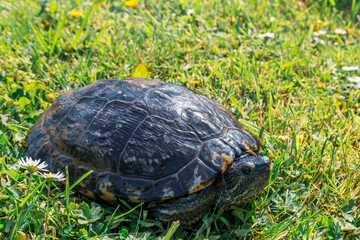 European pond turtle in the grass