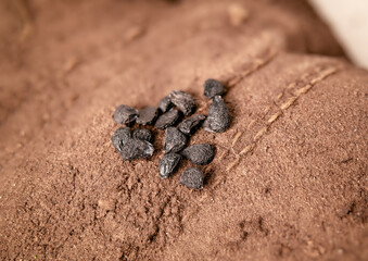 Many garlic chives seeds on hand wearing dirty brown gardening glove, close up. Macro of also known as Oriental garlic, Asian chives, Chinese chives, Chinese leek or Allium tuberosum. Selective focus.