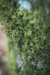 Moss that clings to the pines in the US winter forest.