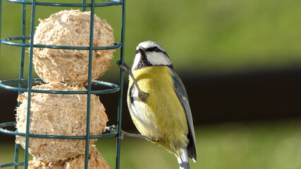 Blue Tit feeding on fat balls Coconut halves Suet on bird table uk