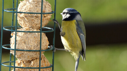 Blue Tit feeding on fat balls Coconut halves Suet on bird table uk