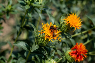 Safflower flower is usually planting for honey cultivation and birds feed