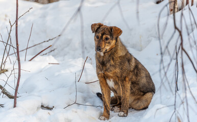 A lonely dog is sitting in the snow